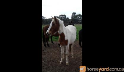 Ellie very sweet affectionate pony 2yo ready to start on HorseYard.com.au