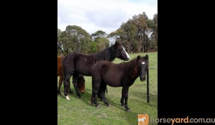 Tonka Rising 2yo grey Apsb X welsh pony gelding on HorseYard.com.au