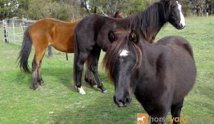 Tonka Rising 2yo grey Apsb X welsh pony gelding on HorseYard.com.au
