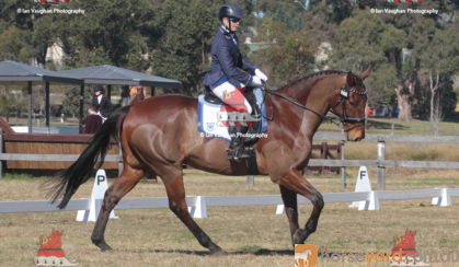 T/B 17.3hh Geld 17 yrs - been there done that. on HorseYard.com.au