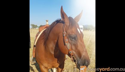  2001 Stunning QH Chestnut Solid Gelding Docs Spinifex Grandson- Cutting Lines 15.2hh on HorseYard.com.au