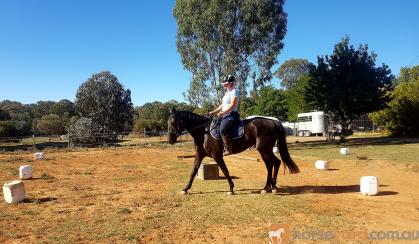 ASH/QH mare on HorseYard.com.au