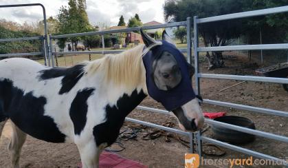 Black and white Pony on HorseYard.com.au