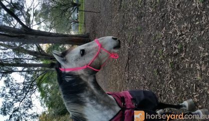 Rope Halters on HorseYard.com.au