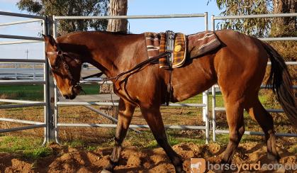 Quiet QH Gelding  on HorseYard.com.au