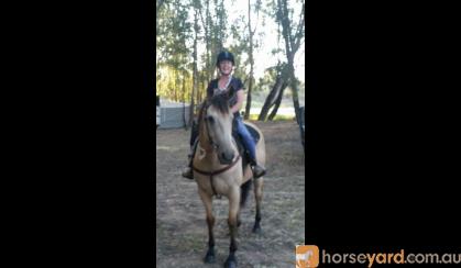 Buckskin Quarter Horse on HorseYard.com.au