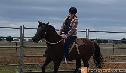 Heritage listed stockhorse mare on HorseYard.com.au