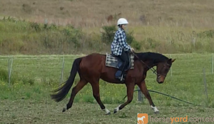 Quiet stunning bay gelding on HorseYard.com.au