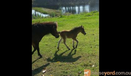 Miniature mare and foal  on HorseYard.com.au