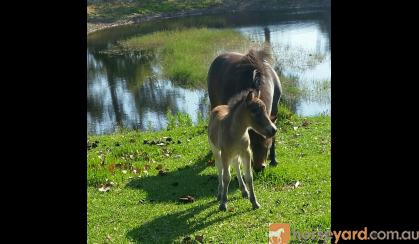 Miniature mare and foal  on HorseYard.com.au