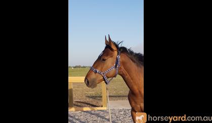 3yo QH x TB Gelding on HorseYard.com.au