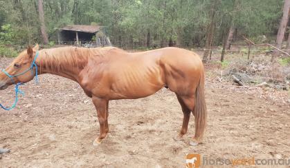 6yo thoroughbred stallion on HorseYard.com.au