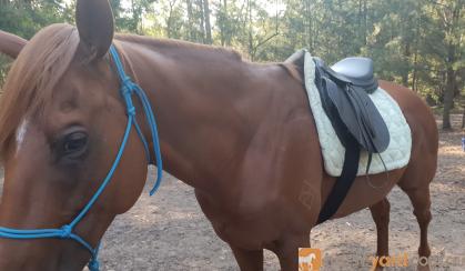 6yo TB stallion on HorseYard.com.au