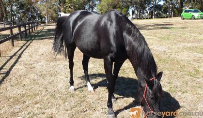 Australian stock horse mare on HorseYard.com.au