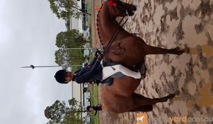 Super Childs All Rounder on HorseYard.com.au