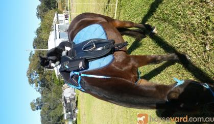 13.3hh mare on HorseYard.com.au