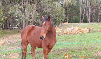 2 Horses free to good home on HorseYard.com.au