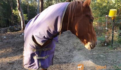 6yo TB stallion on HorseYard.com.au