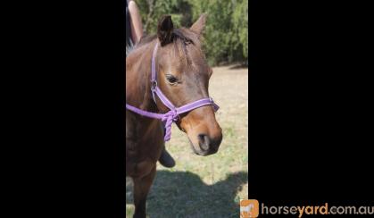 Gorgeous pony mare on HorseYard.com.au