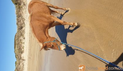 Arab riding pony on HorseYard.com.au