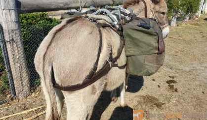 Donkey for sale 12.5 hand standard bred on HorseYard.com.au