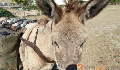 Donkey for sale 12.5 hand standard bred on HorseYard.com.au