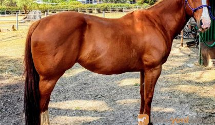Quarter Horse mare by Ima Cool Seeker (imported) on HorseYard.com.au