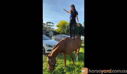 Lovely 14.2hh quarter horse allrounder  on HorseYard.com.au