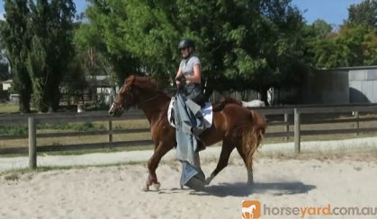 Lovely 14.2hh quarter horse allrounder  on HorseYard.com.au