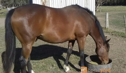 6yo stock horse geld  on HorseYard.com.au