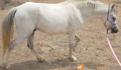 Reg Welsh A gelding on HorseYard.com.au