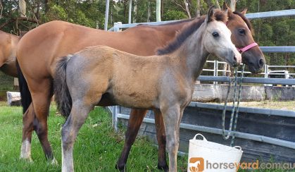 Australian/welsh pony  on HorseYard.com.au