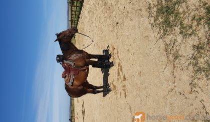 TB mare on HorseYard.com.au