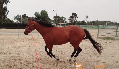 Gentleman on HorseYard.com.au