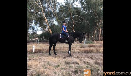 Eventing Prospect- All Rounder on HorseYard.com.au