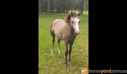 Australian/welsh pony  on HorseYard.com.au