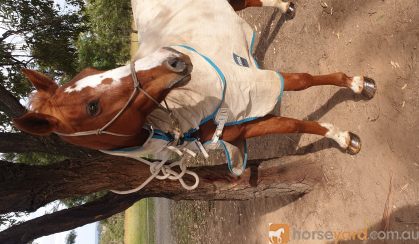 Quiet Sweet Mare on HorseYard.com.au