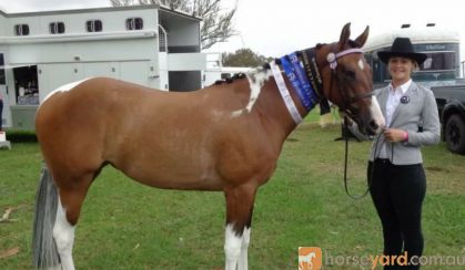 Wayouts Dreams 'R' Dun on HorseYard.com.au