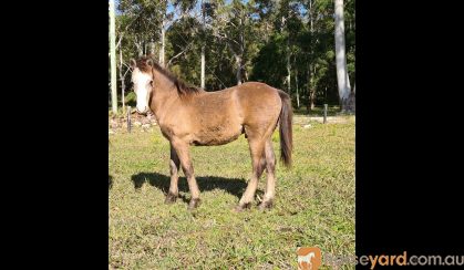 Australian/welsh pony  on HorseYard.com.au