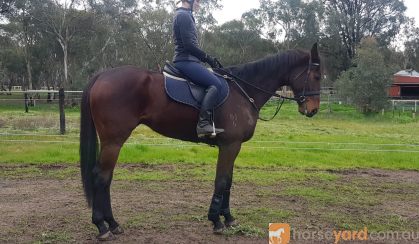 Eventing/Jumping Prospect  on HorseYard.com.au