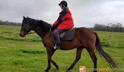 Easygoing OTTB- great trail horse prospect on HorseYard.com.au