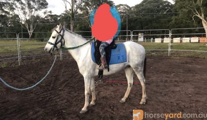 Smokey grey welsh gelding flashy little pony on HorseYard.com.au