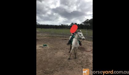 Smokey grey welsh gelding flashy little pony on HorseYard.com.au