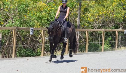 Gentle, responsive registered Percheron Warmblood Gelding  on HorseYard.com.au