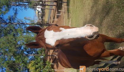 Purebred Arab Gelding.  on HorseYard.com.au