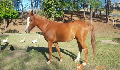 Purebred Arab Gelding.  on HorseYard.com.au