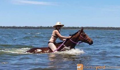 QUALITY MARE on HorseYard.com.au