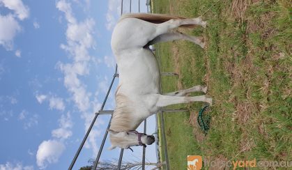 Australian Riding Pony on HorseYard.com.au