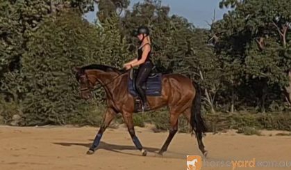 QUALITY MARE on HorseYard.com.au