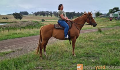 Registered paint mare on HorseYard.com.au